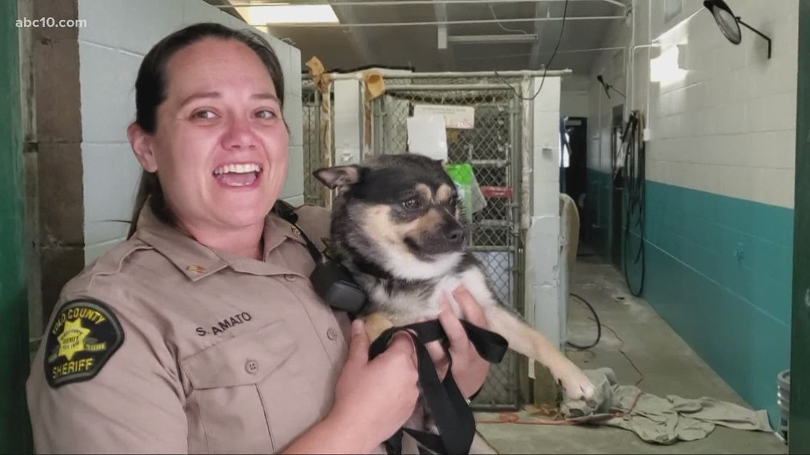 Yolo County Animal Shelter working on renovations during the pandemic