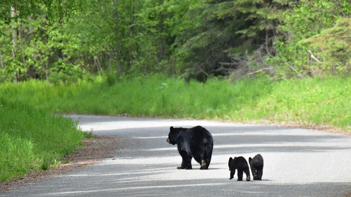 Teen Shoves Bear That Swatted Family Dog In California Yard Abc10 Com