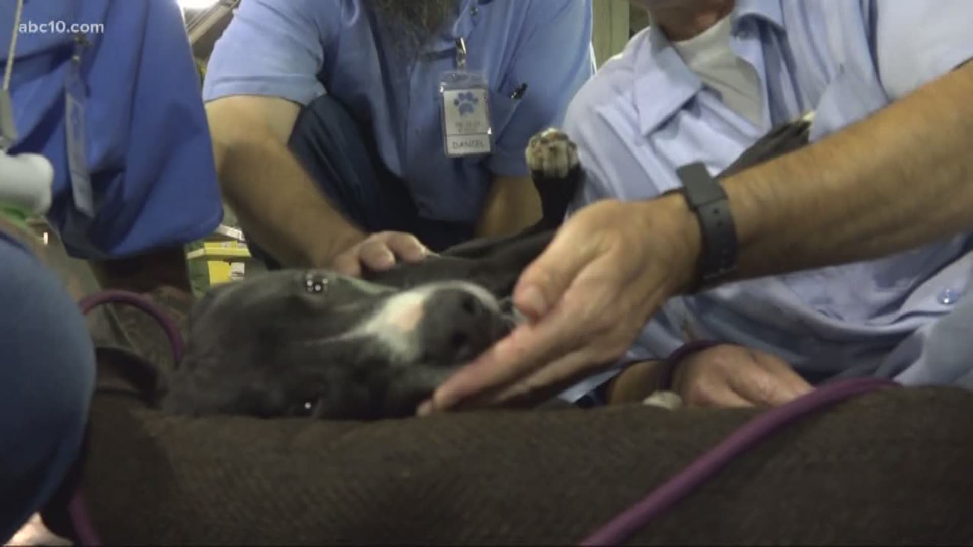Inmates at the California Medical Facility that haven't seen dogs in years now have the chance to care for rescue dogs saved from kill shelters.