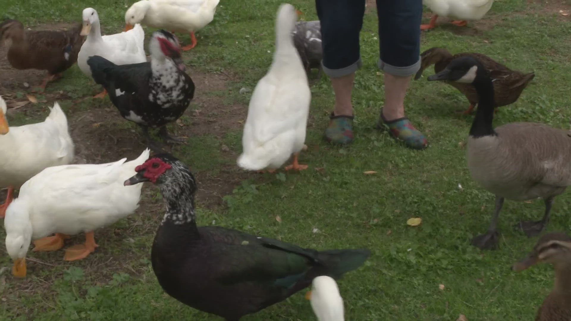 Several dead geese have been found at the Mayor Anne Rudin Peace Pond in Land Park, raising concerns that there could be an outbreak of avian influenza in the area.