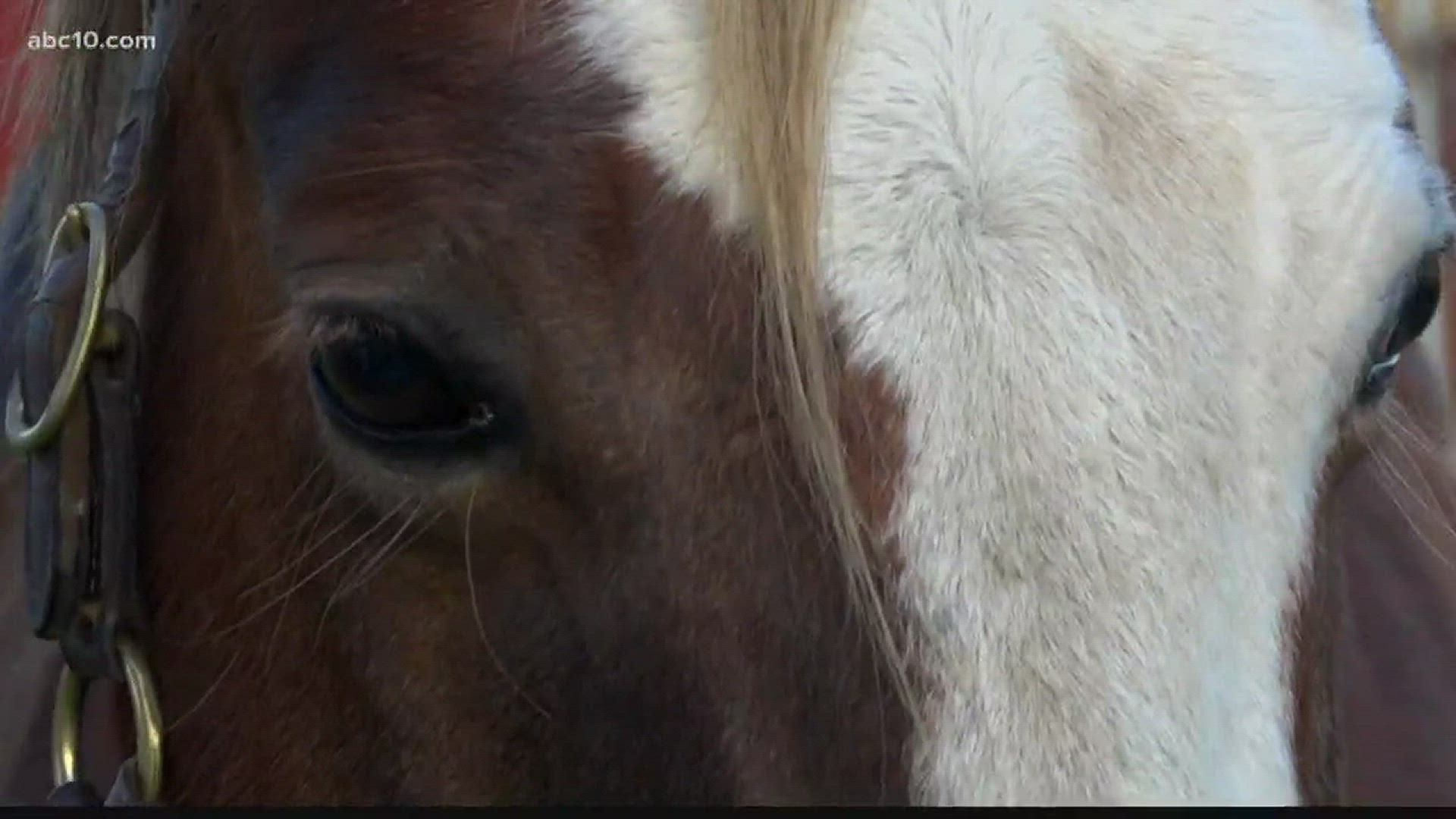 Veterinarians at UC Davis using facial recognition to identify pain in  animals 