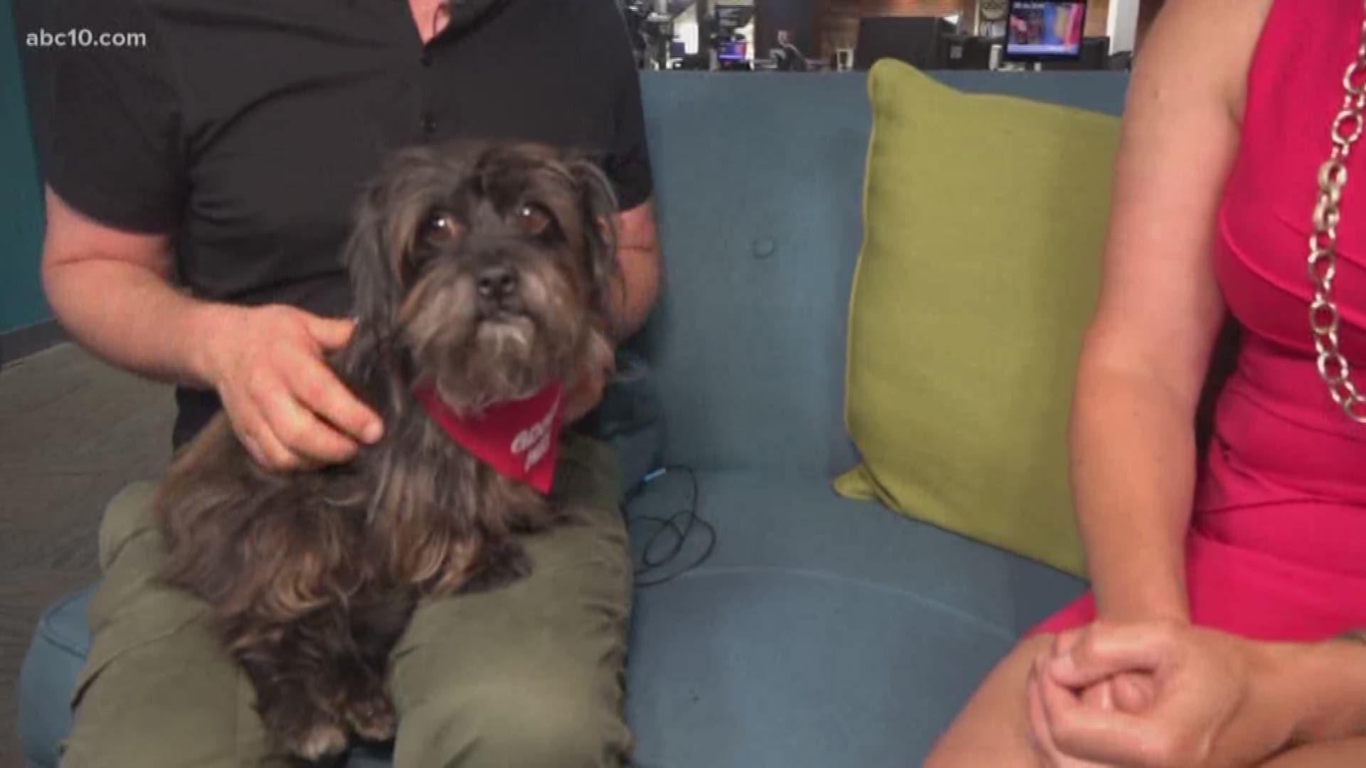 The Sacramento SPCA joined ABC10 this morning trying to find a home for Luca who's a 7-ear-old Terrier mix. (June 16, 2018)