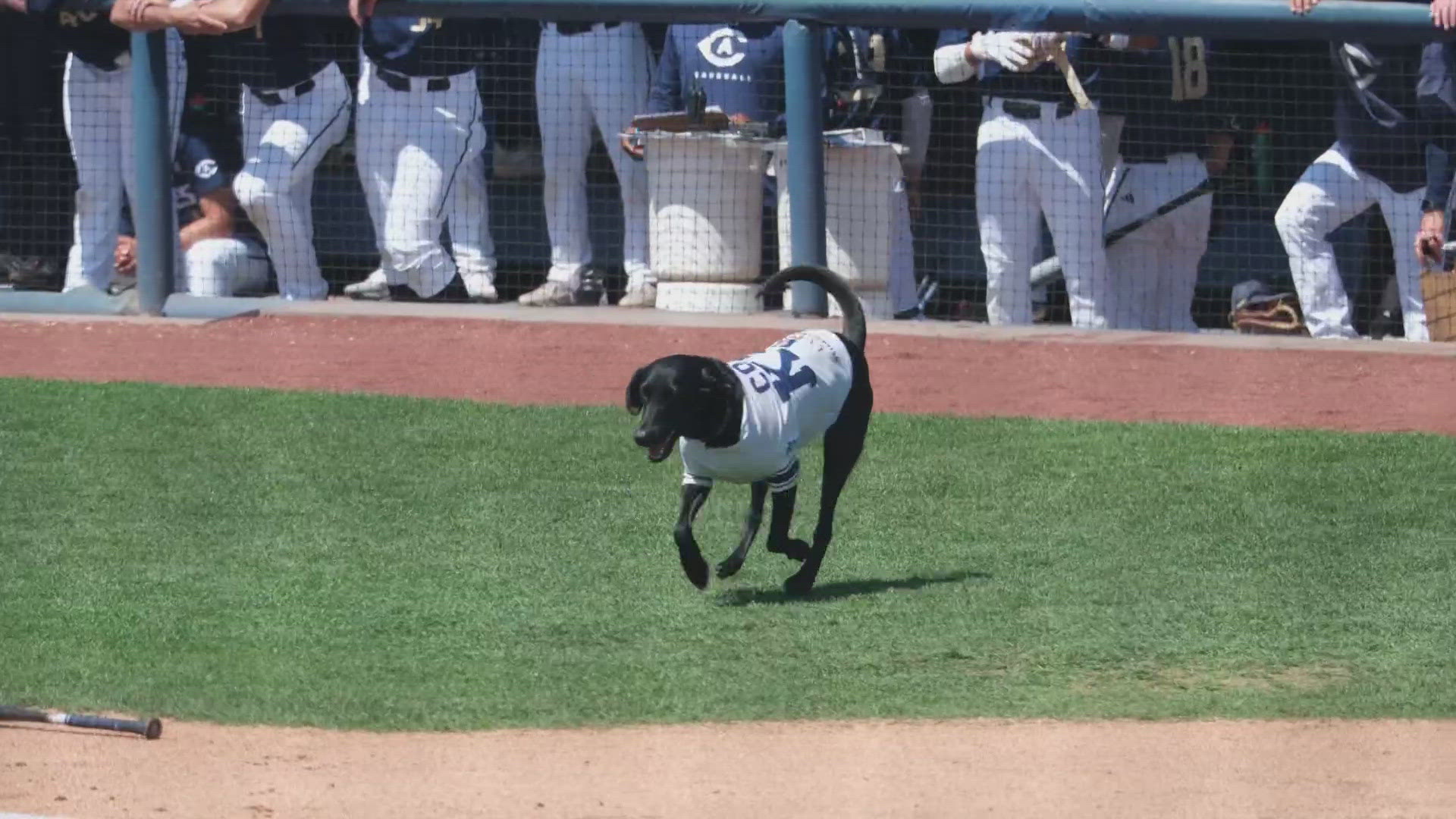 Meet UC Davis' 'Bat dog' | ABC10 Sports