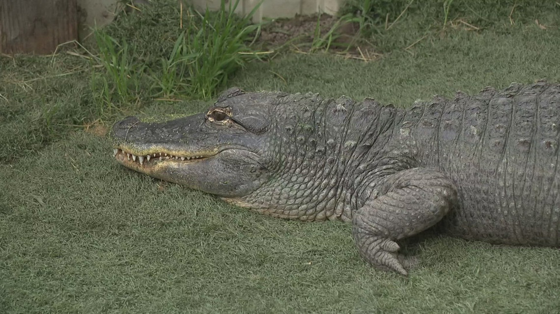 Manteca alligators could be euthanized if state standards not met - Vimarsana News