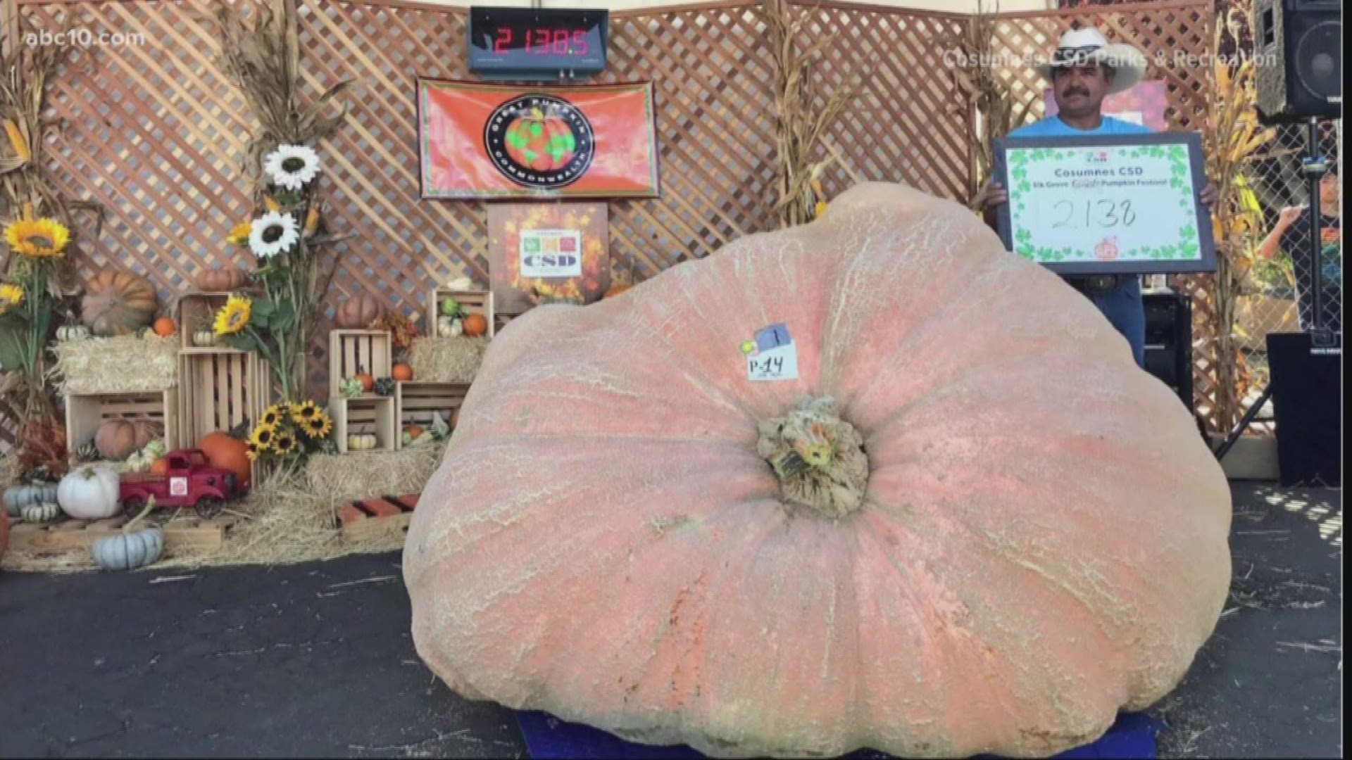 California state record set for biggest pumpkin at Elk Grove Giant