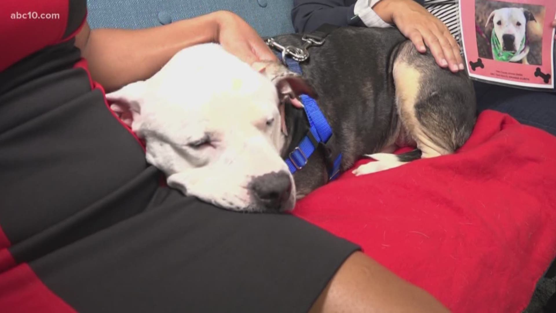 It's Friday, which means it's time for Morning Blend's pet of the week.