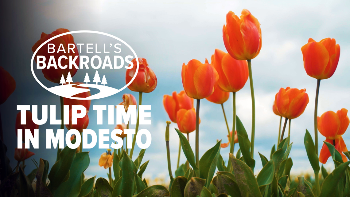 Springtime Is Tulip Time In Modesto Bartell S Backroads Abc10 Com