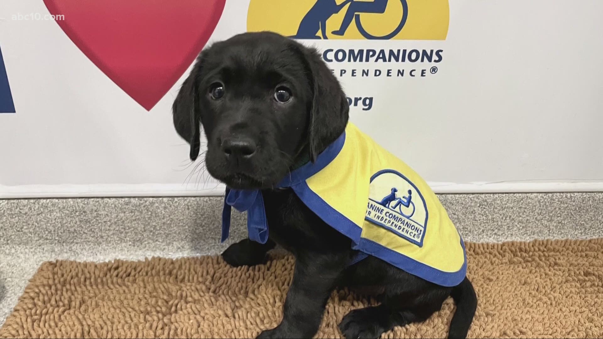 A New service dog is named O'Sully after fallen Sacramento Police Officer Tara O'Sullivan. A boy helped raise funds for the dog.