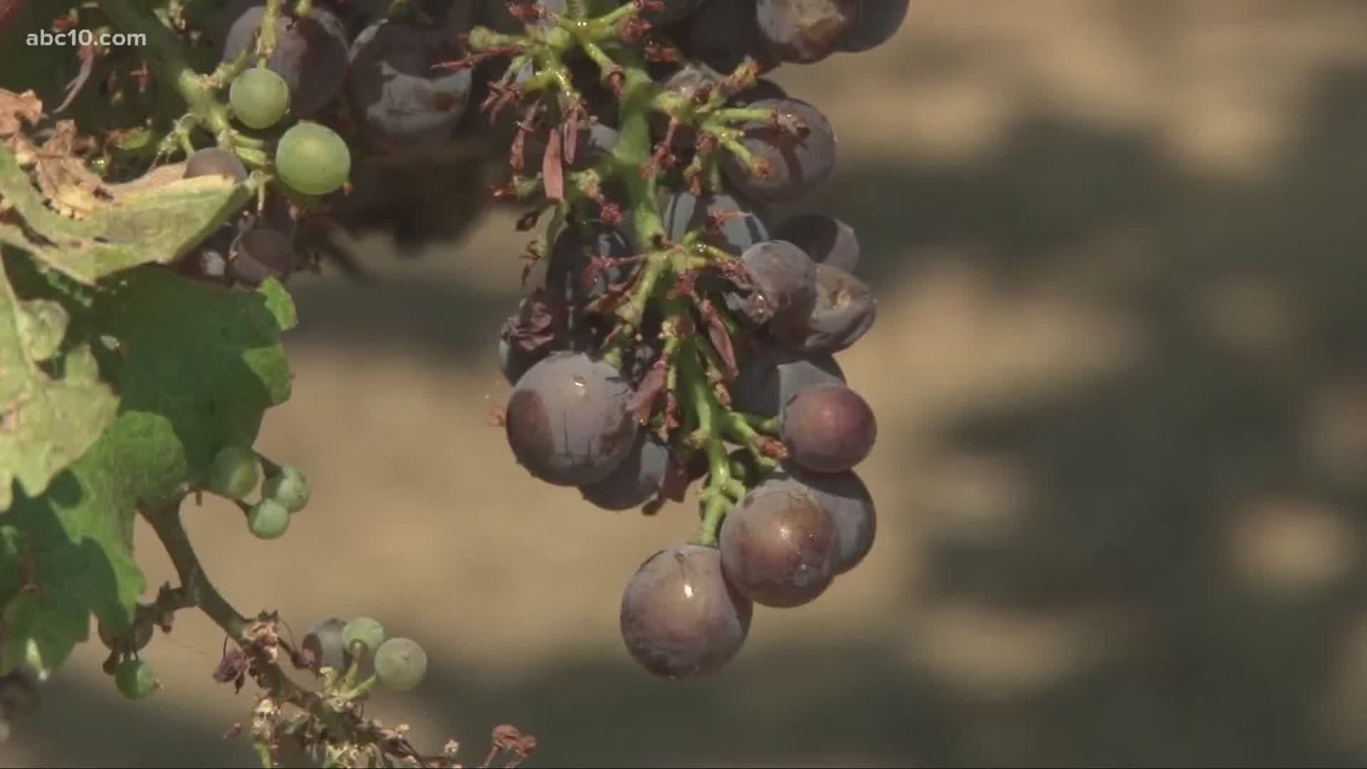 Even with bad air quality and wildfires in Northern California, the agricultural harvest must continue. Here's how the wildfires are impacting this year's harvest.