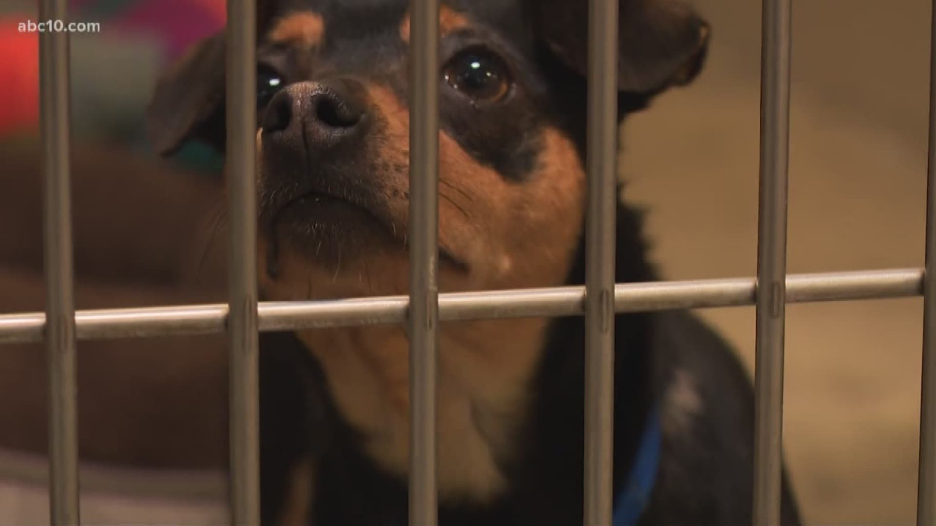 The ongoing coronavirus pandemic hasn't changed the fact that the Sacramento SPCA is still full of animals awaiting adoption.