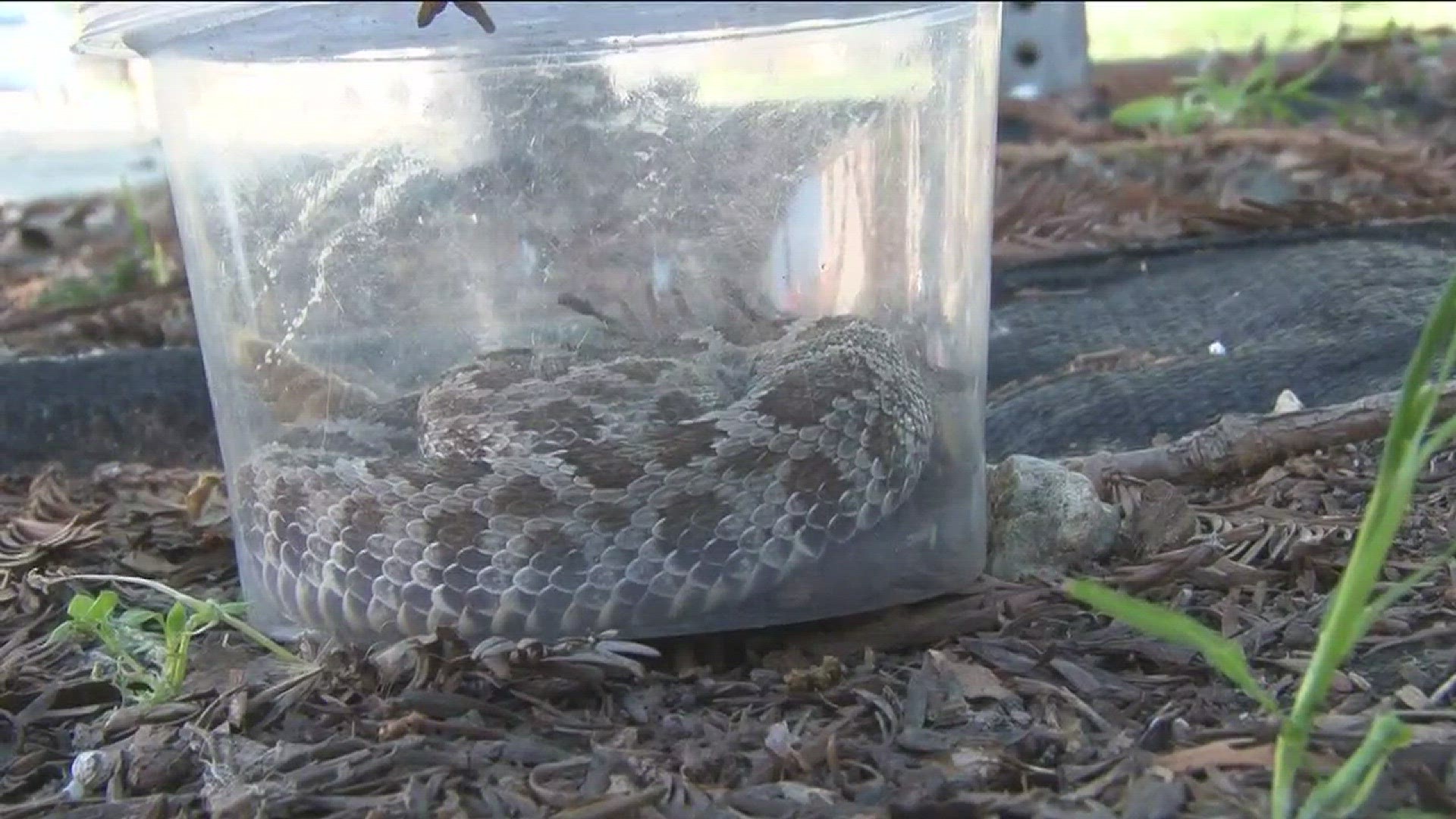 All the rain is helping grass and plants grow this spring, but that rain is also helping something else grow...Rattlesnakes. The dangerous reptiles are making an early appearance this year. (Mar. 29, 2017)