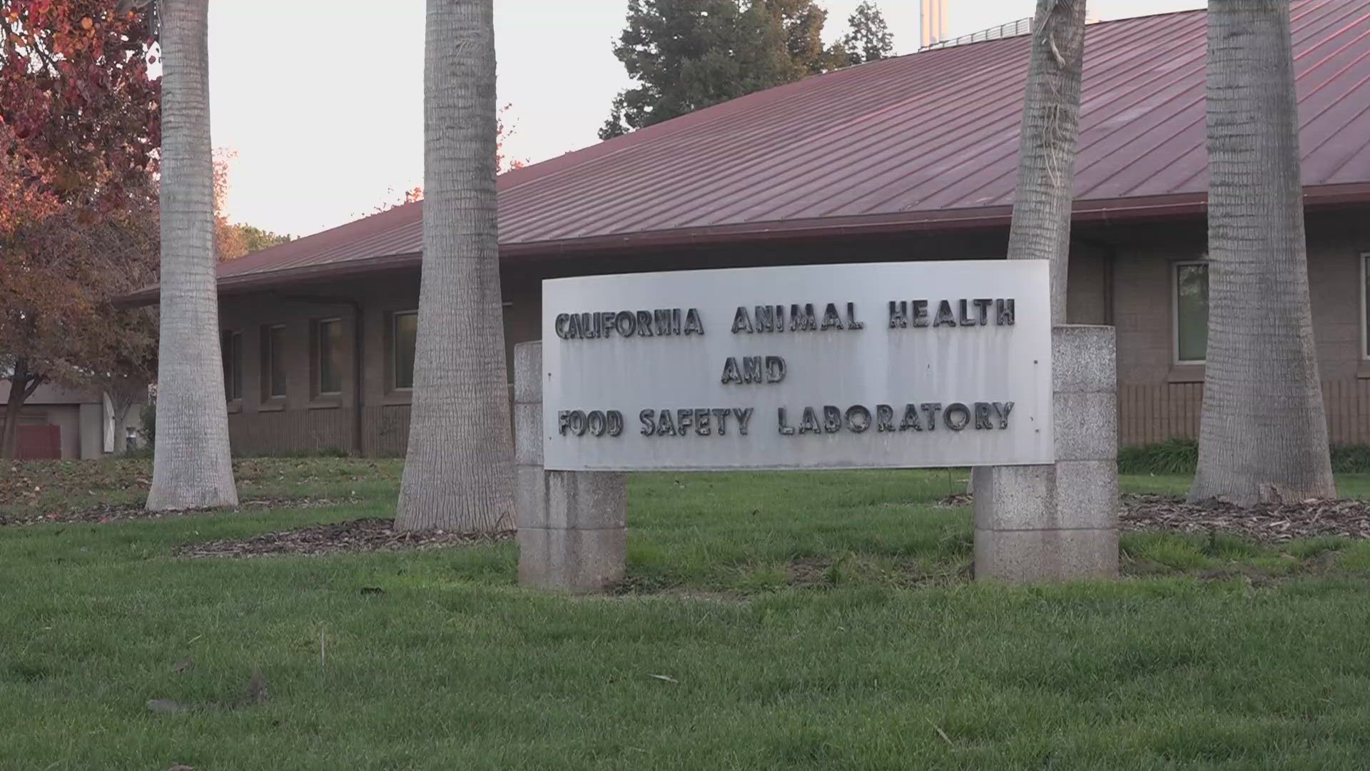 A key UC Davis animal health laboratory is struggling to meet testing demands during an ongoing avian influenza outbreak.