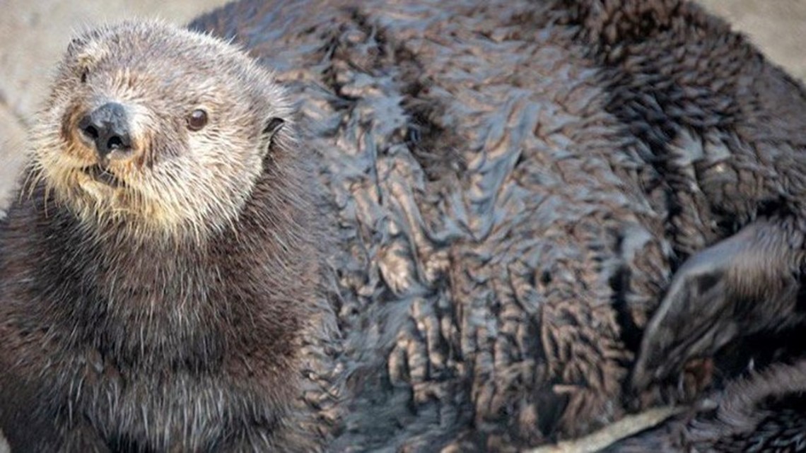 Monterey Bay Aquarium apologizes for calling sea otter ‘thicc’ in