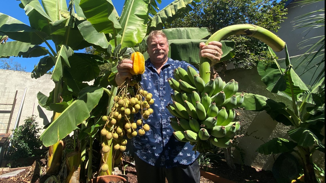 Modesto's Backyard Banana Farmer | abc10.com