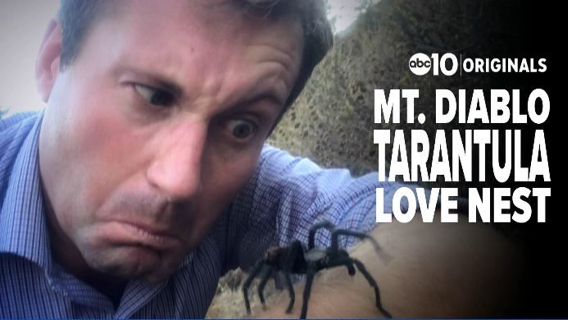 It's tarantula mating season and Mount Diablo State Park is NorCal's hotspot for spider love.