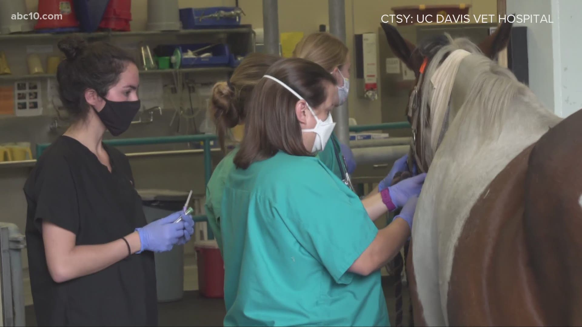 UC Davis vets help animals affected by wildfires