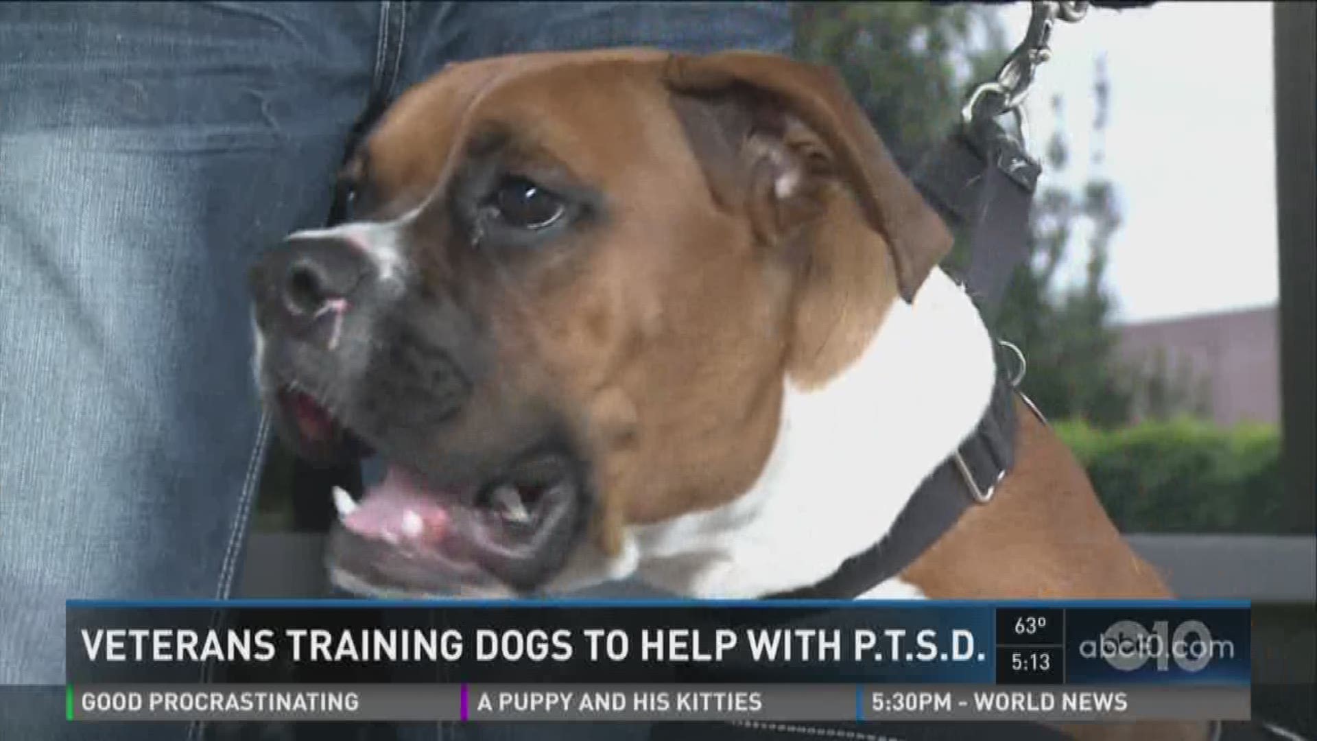 Veterans training dogs to help with P.T.S.D. (April 22, 2016)
