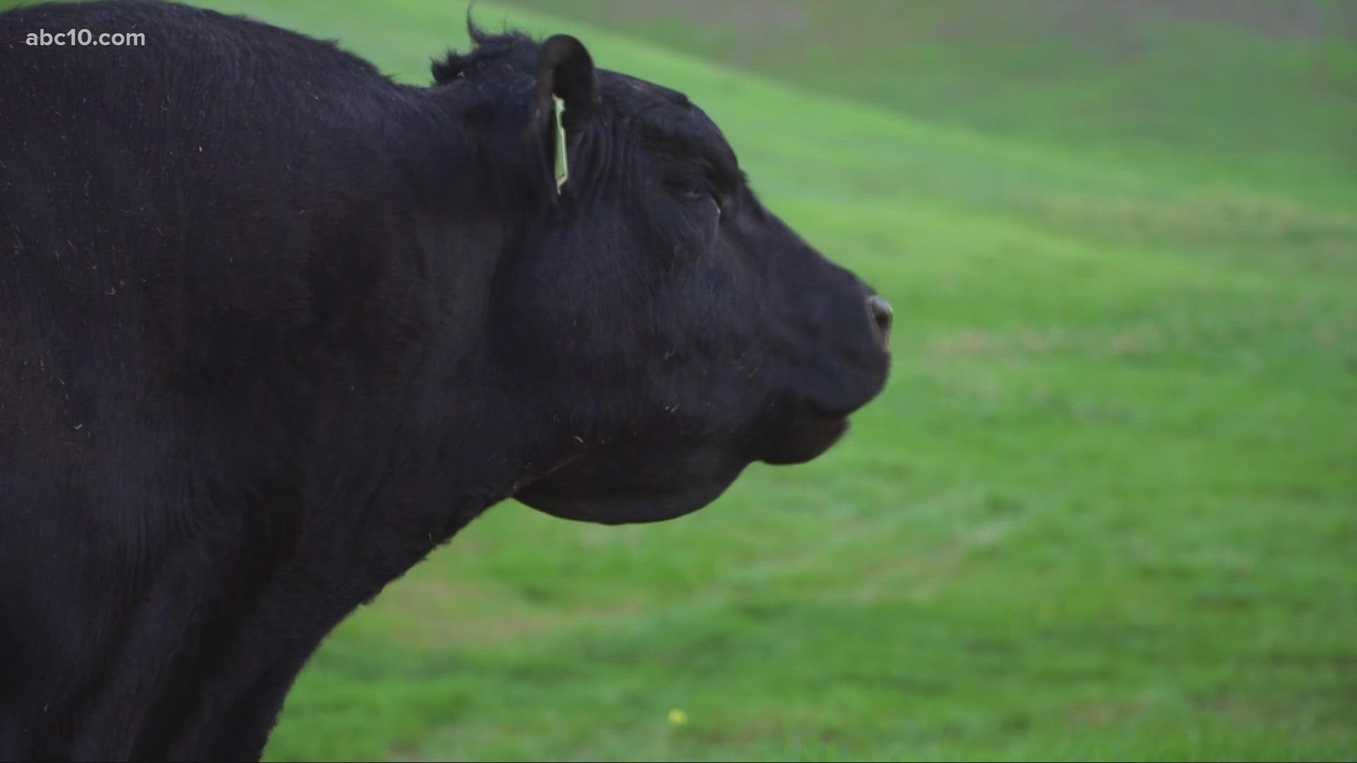 Drought conditions making it touch on ranchers and families living on range land.