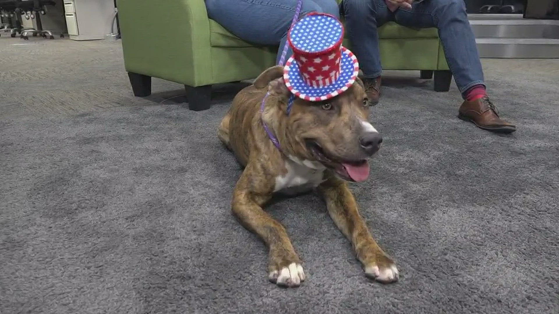 This 3-year-old pooch is looking for a loving home.  She's available for adoption through the Stockton Animal Shelter.