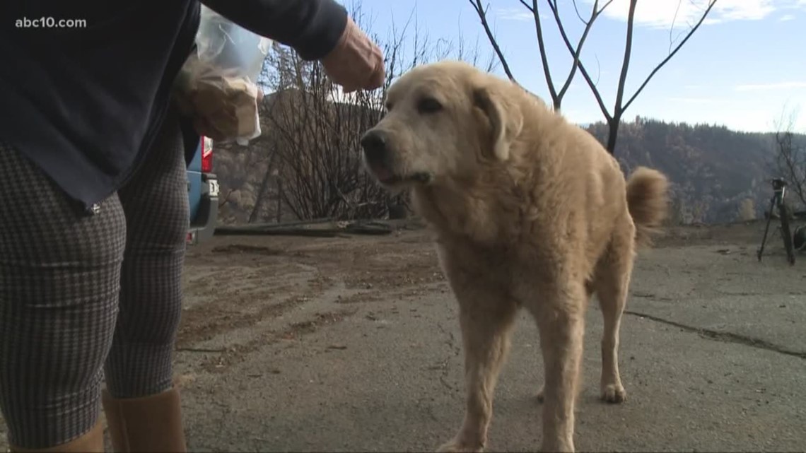 Dog miraculously survives Camp Fire, found waiting at site 