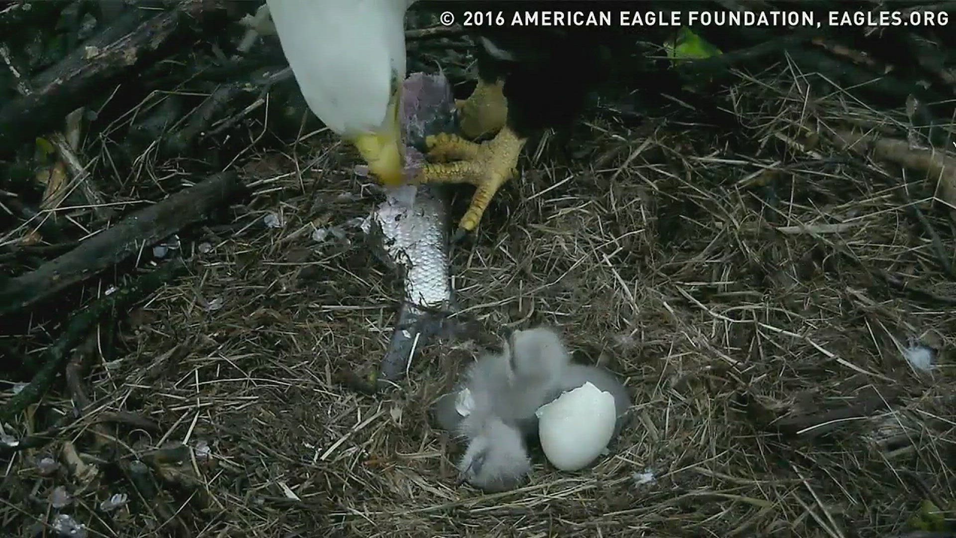 Two bald eagles named "Mr. President" and "The First Lady" at the National Arboretum are now parents of an eaglet hatched on Thursday.