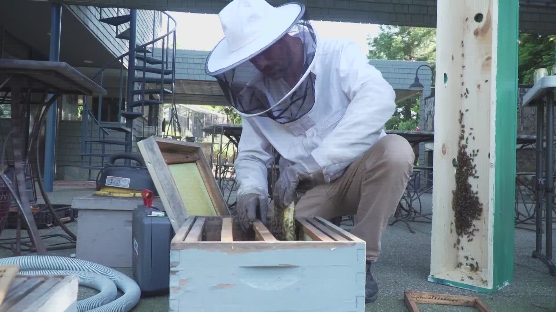 The long winter may be responsible for more activity as bees rush to keep their hives alive