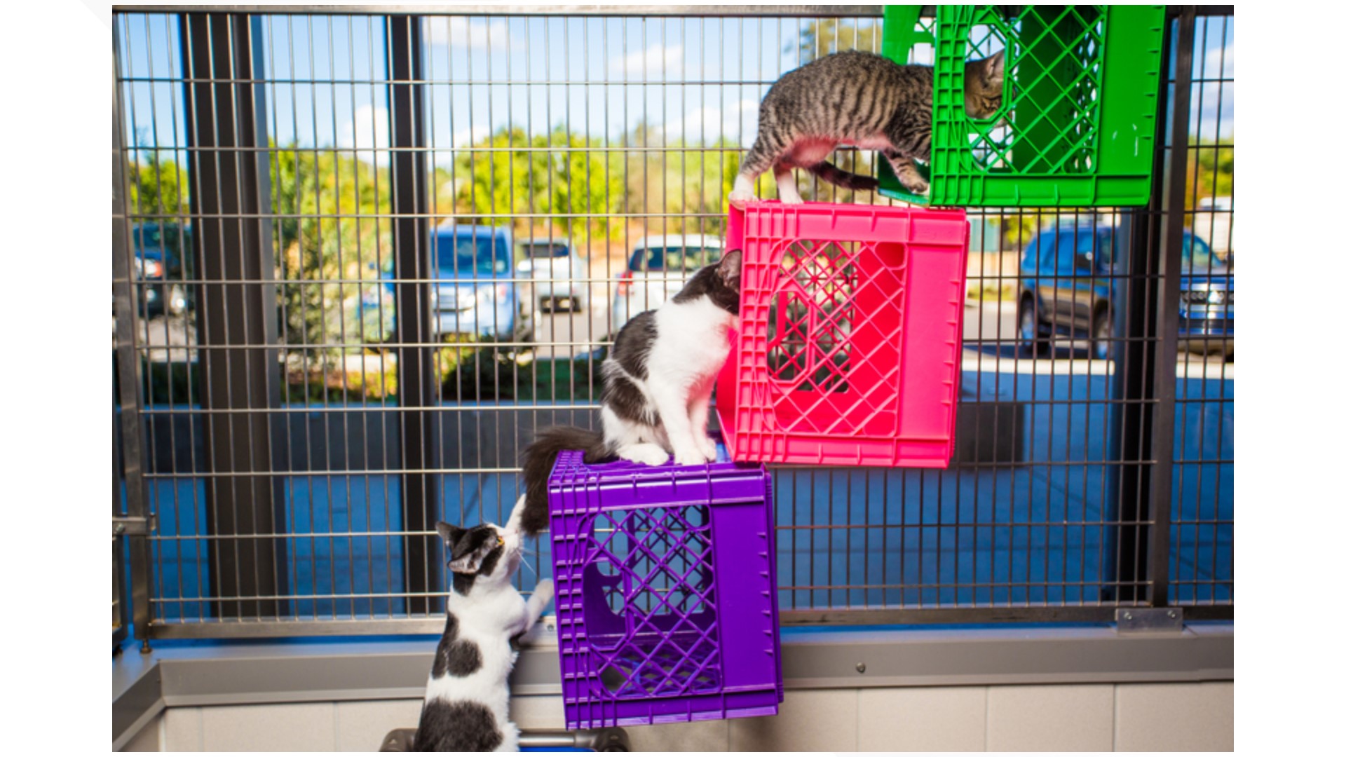 How local animal shelters successfully navigated the pandemic
