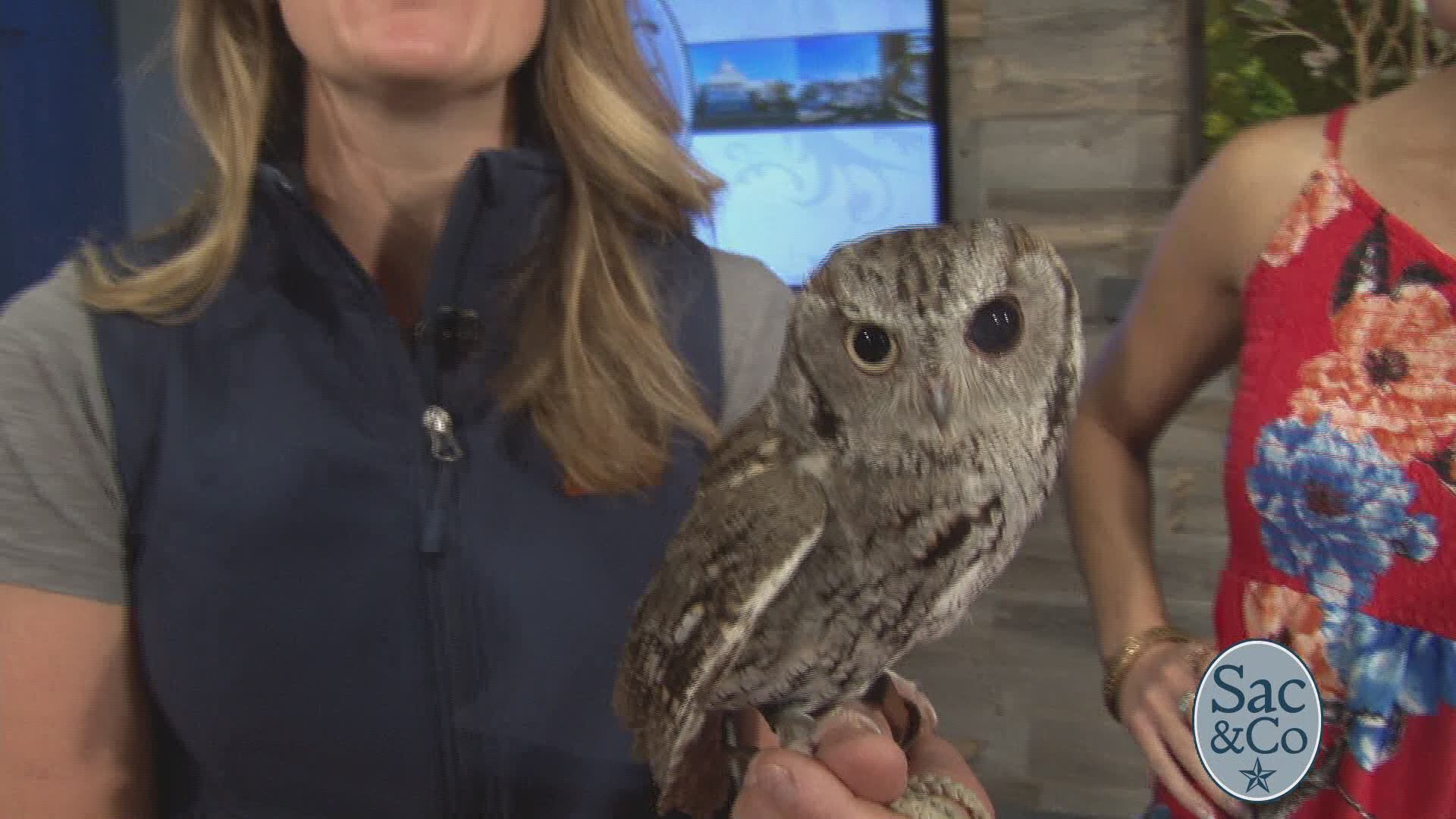 See what animals the Sac Zoo brought on the show today!