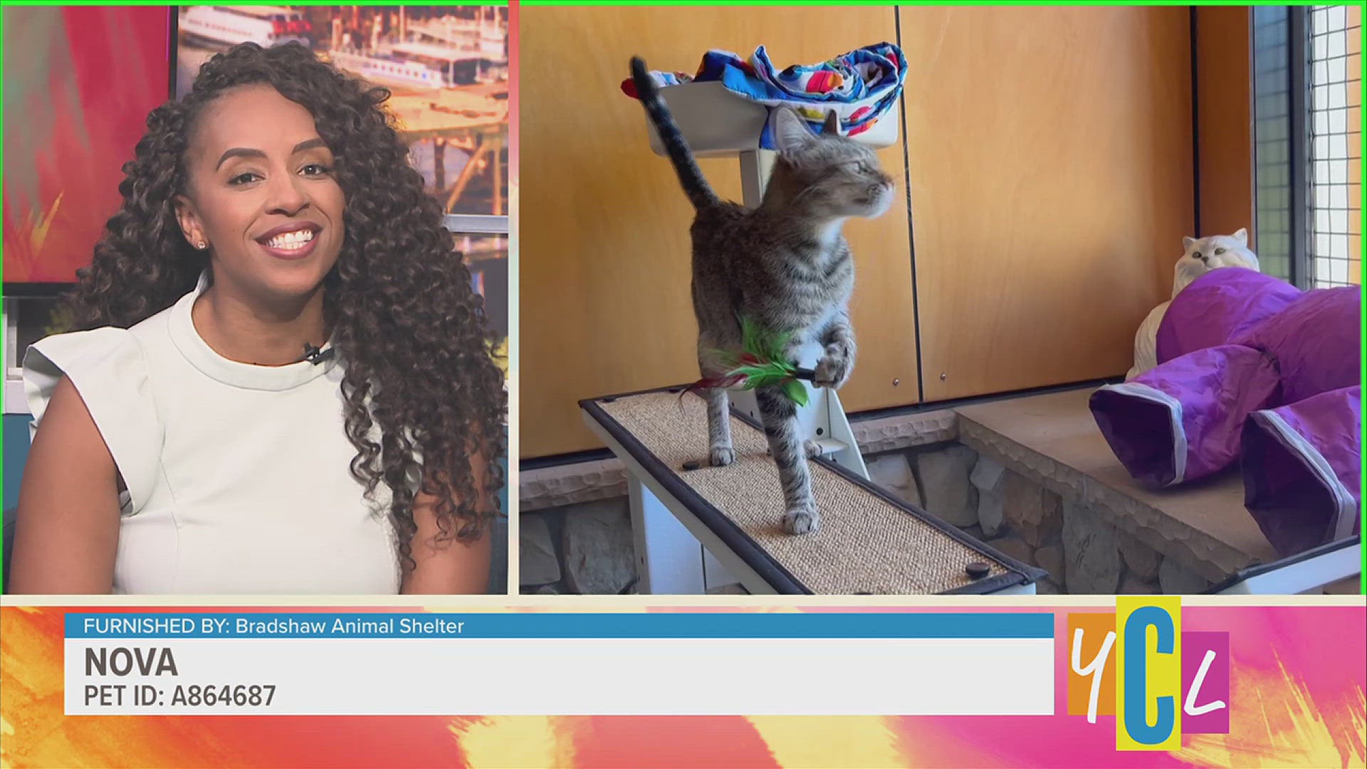 Nova the 1-year-old kitty is looking for her new forever home. Come meet her at the Bradshaw Animal Shelter to see if this affectionate kitty is a match for you.