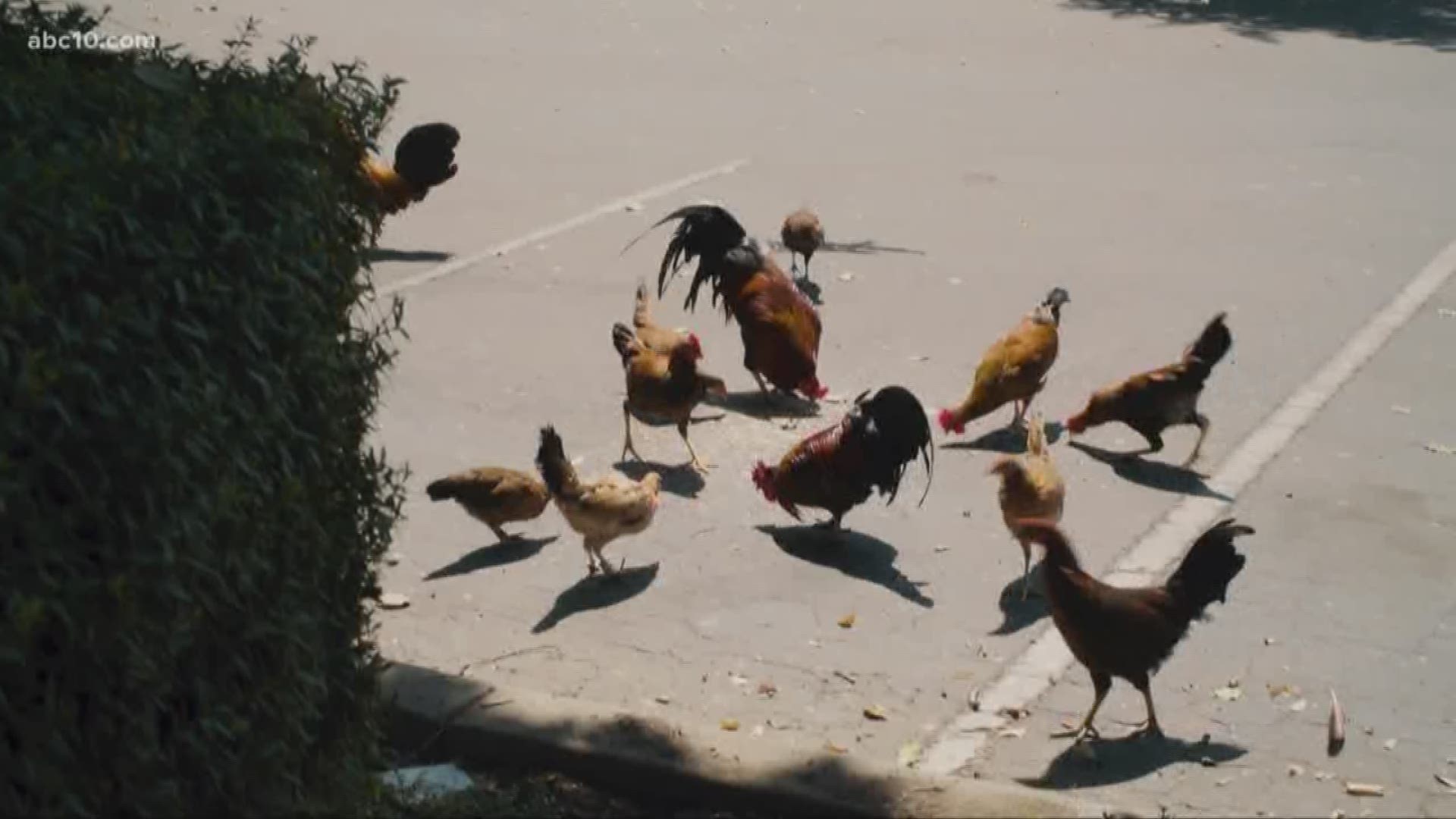 Wild chickens are a staple in Yuba City. But now one seems to know where they come from.