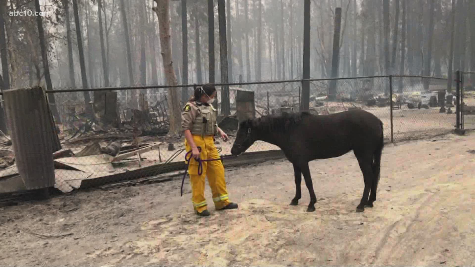 Yolo County Animal Shelter shares some Pawsitivity, updates California Wildfire animal rescues