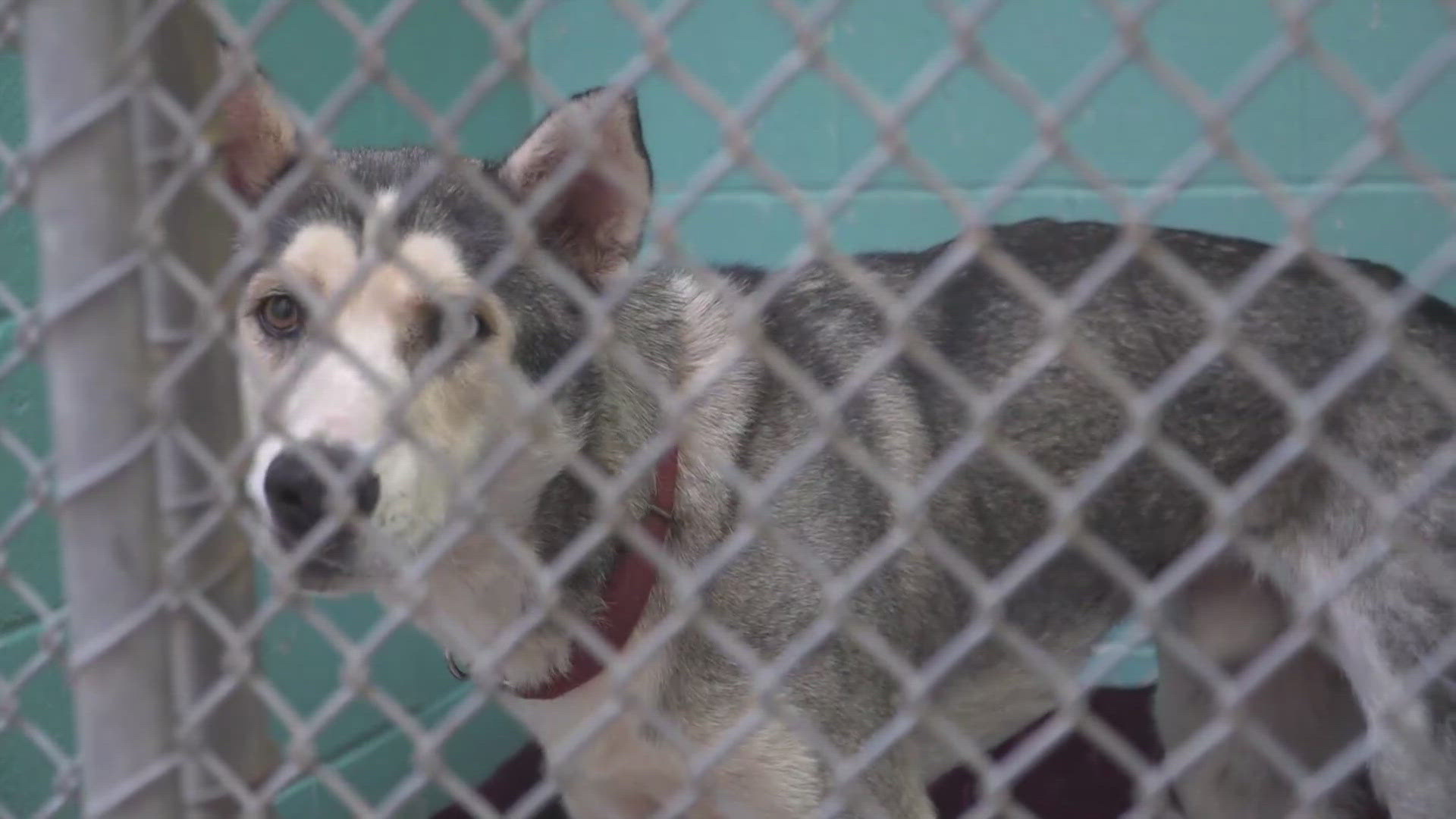 33 dogs were seized at Mother Lode Husky Haven, a Nevada County husky rescue.