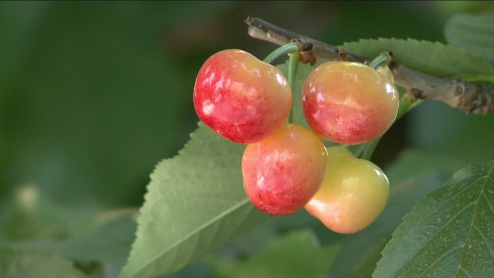 More cherries are growing, meaning cheaper prices. 