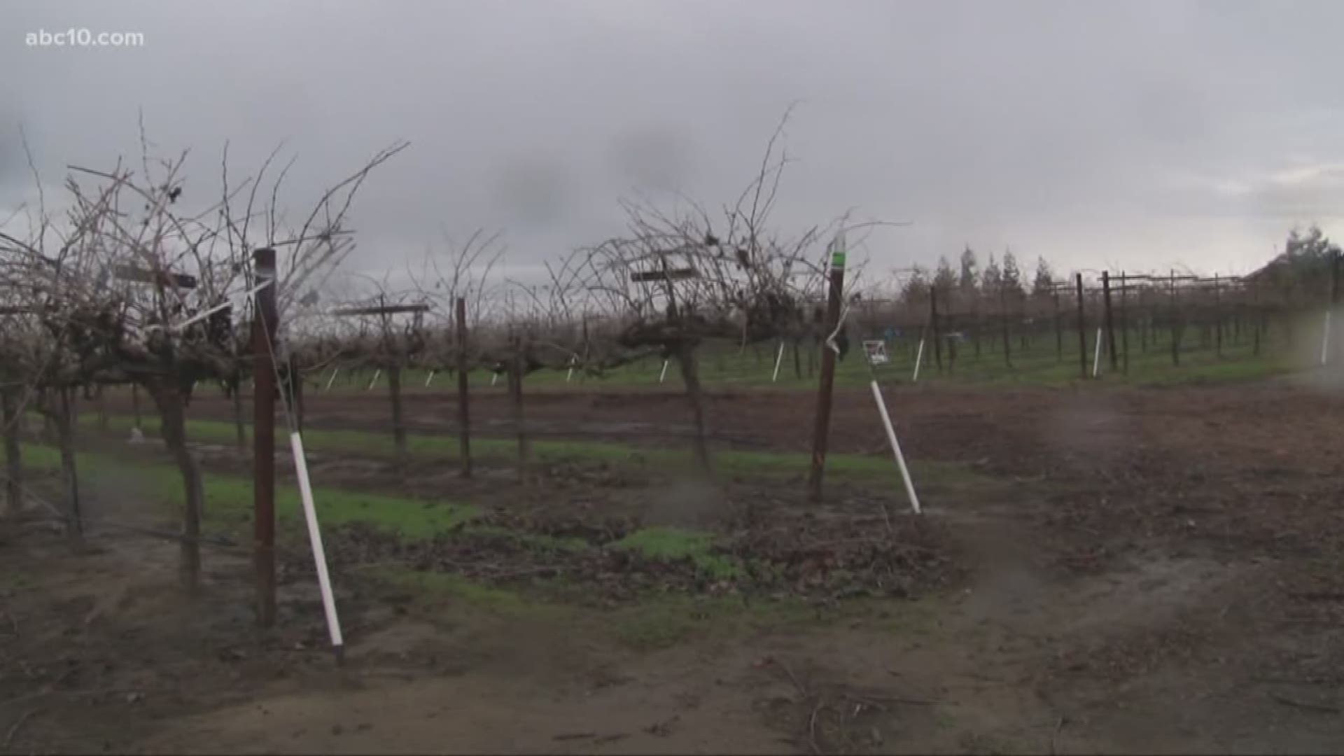 For growers who need water to grow their crops, a series of powerful winter storms is more than welcome in the San Joaquin Valley.