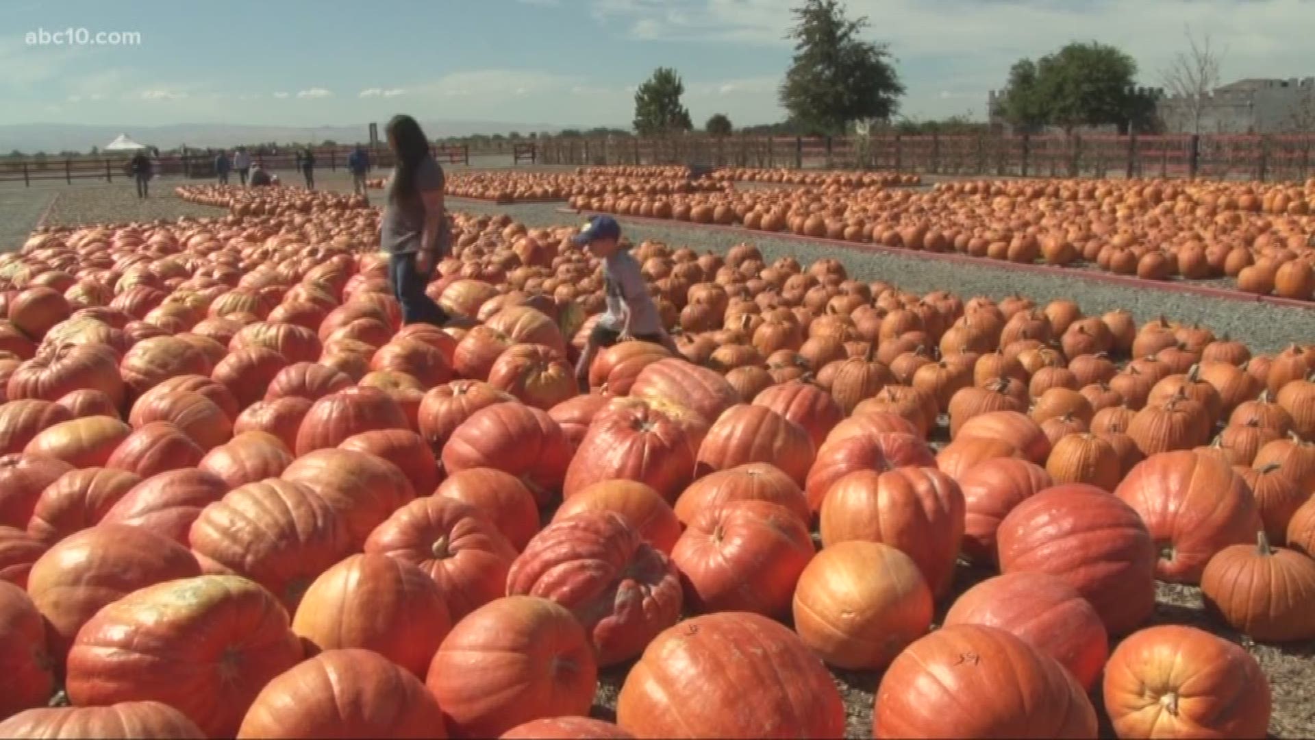 Inside the Central Valley's Dell'Osso Family Farms 
