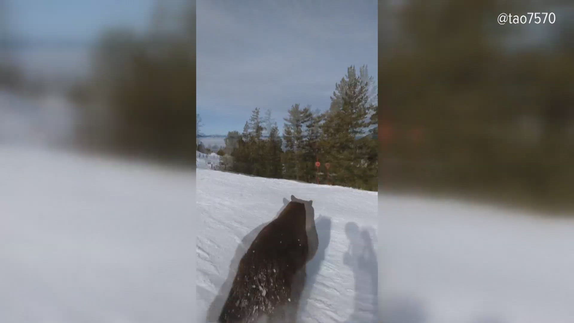 As the beauty of Lake Tahoe attracts people, their food attracts the bears, and experts say it's messing with their winter slumber.