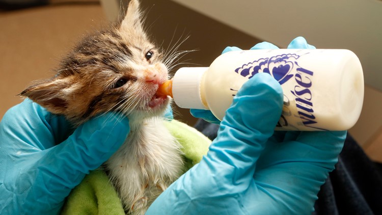 fox valley kitten formula