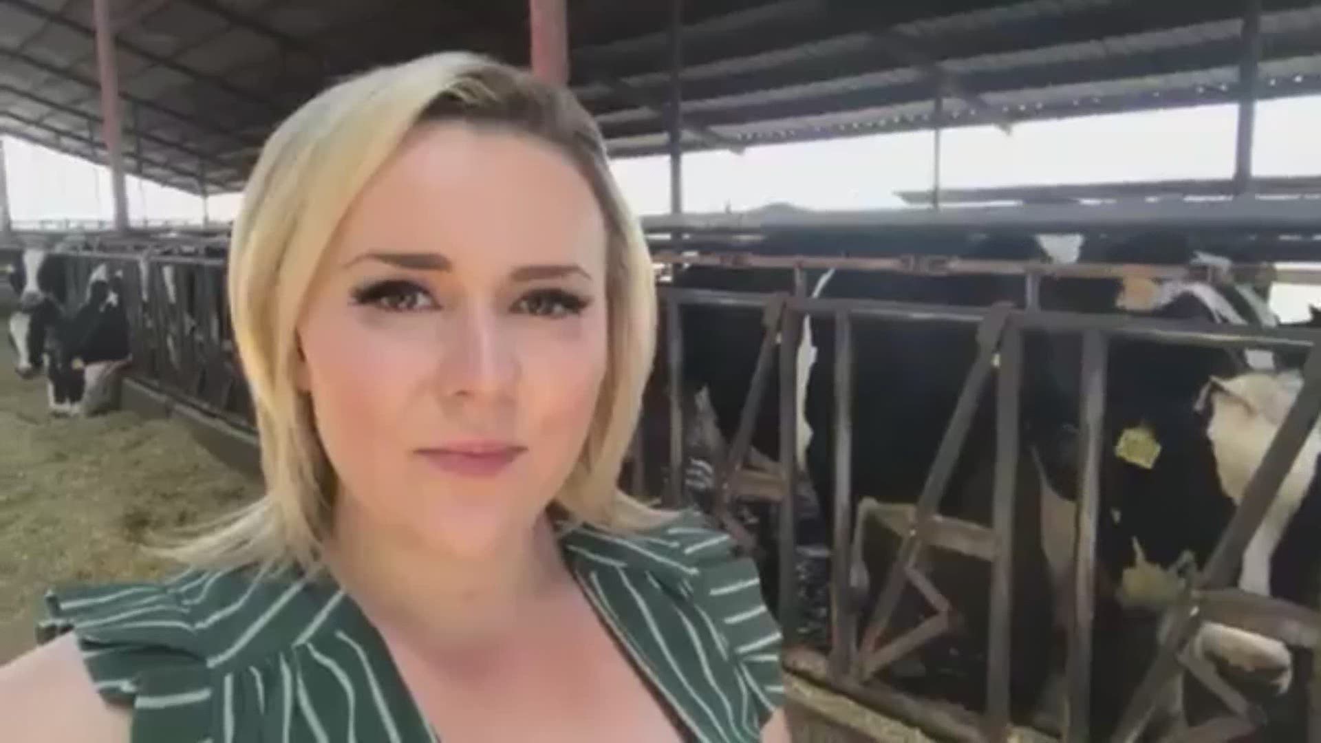 ABC10 pulled the numbers and found that more than 50 Stanislaus County dairy farmers chose to leave the business between 2012 and 2017. Why are more dairy farmers choosing to leave the business than ever before? Lena Howland spoke with one farmer who chose to leave and current farmers who are still struggling through the business.