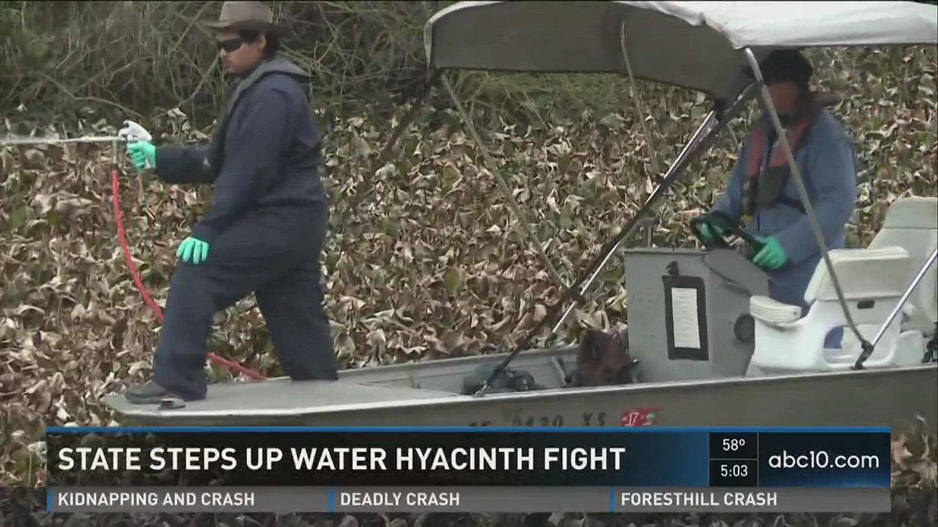 State steps up water hyacinth fight