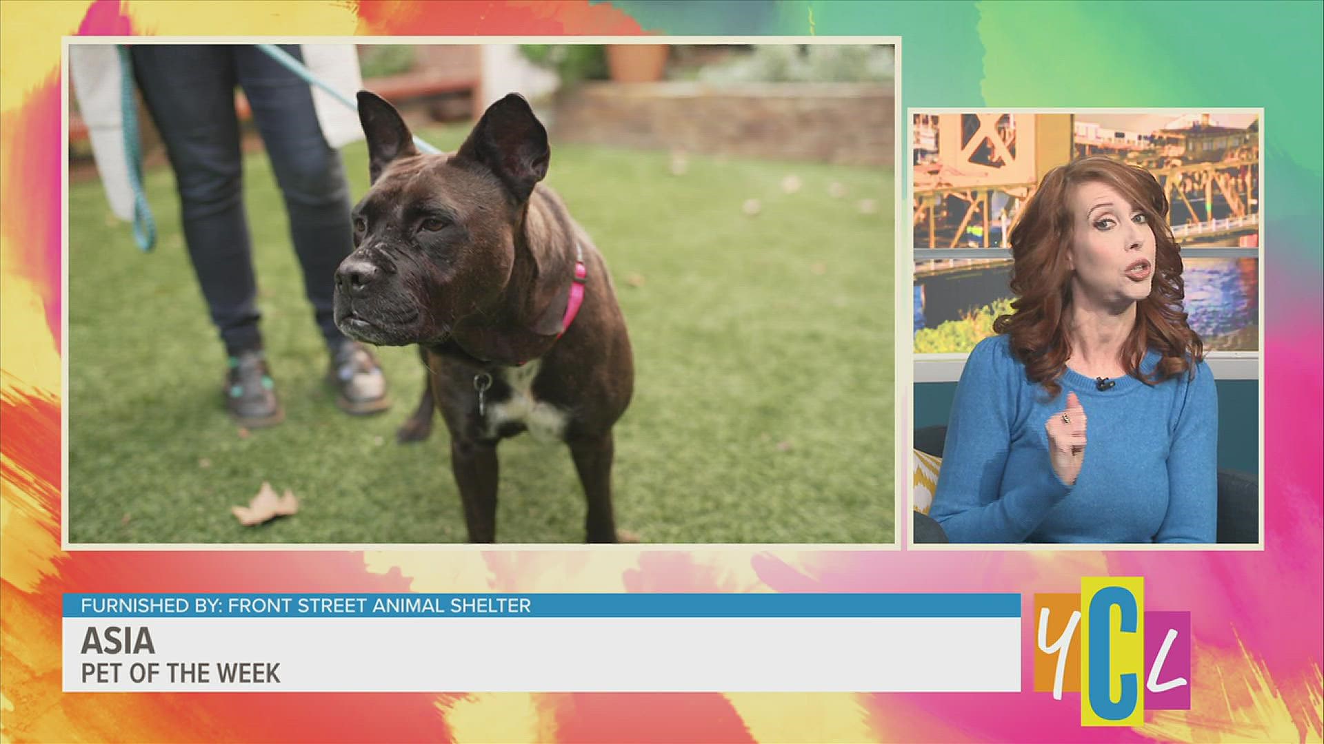 Say hello to this 2 year old pit mix! Come meet Asia at the Front Street Animal Shelter or visit frontstreetshelter.org for more information.