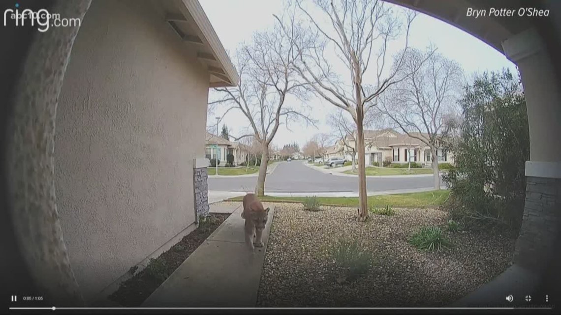 Mountain lion captured in Natomas neighborhood  abc10.com