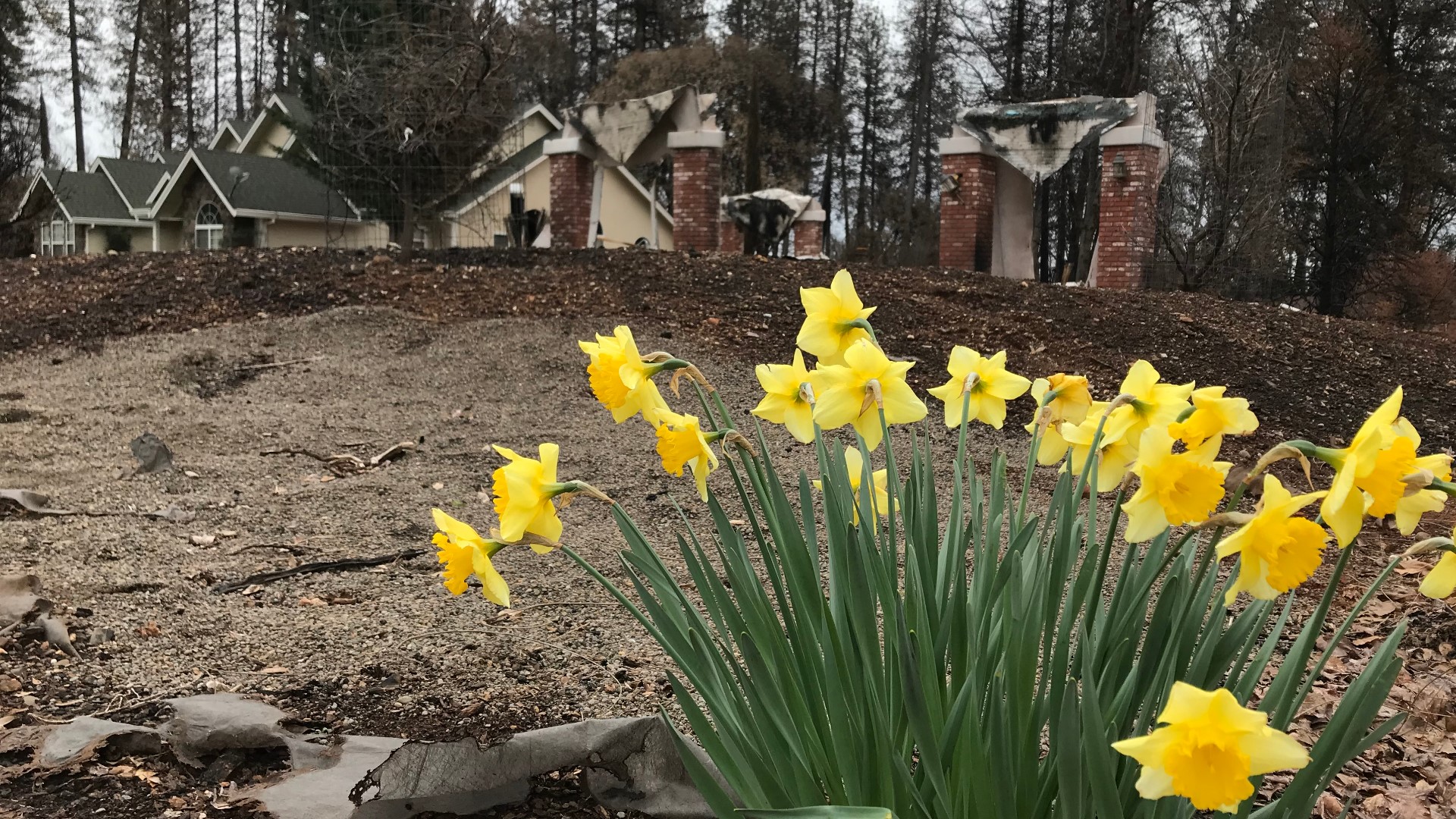 The evidence of the fickleness of the Camp Fire is obvious. The fire snatched houses here and there, sometimes between two other houses that remained standing, seemingly untouched. Still, flowers are blooming, even within the scars of once proud homes.