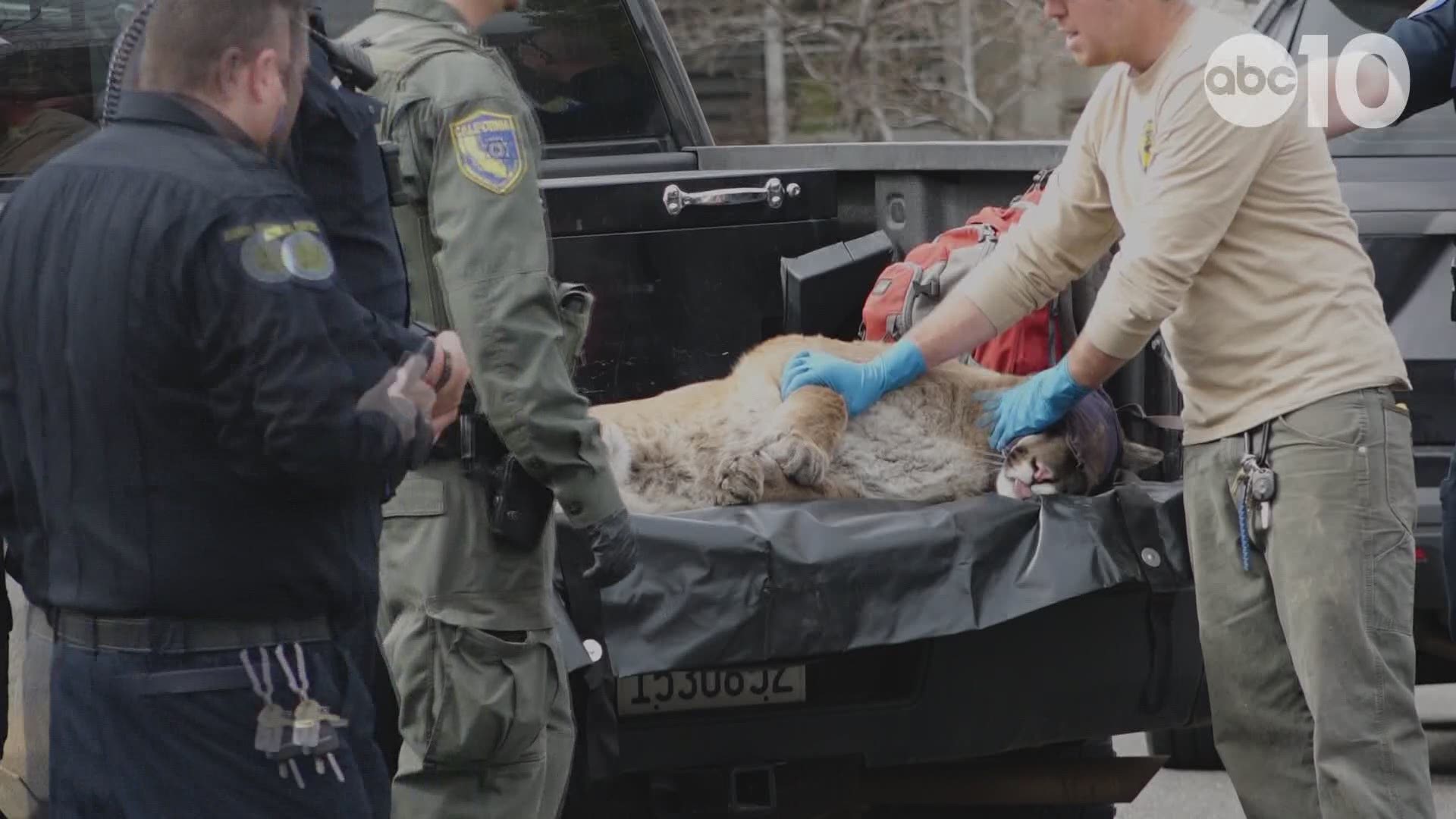 A mountain lion caught roaming in a Natomas neighborhood sparked heavy conversation on Sunday, Feb. 24. The cat was tranquilized and captured and is set to be released in the wild.