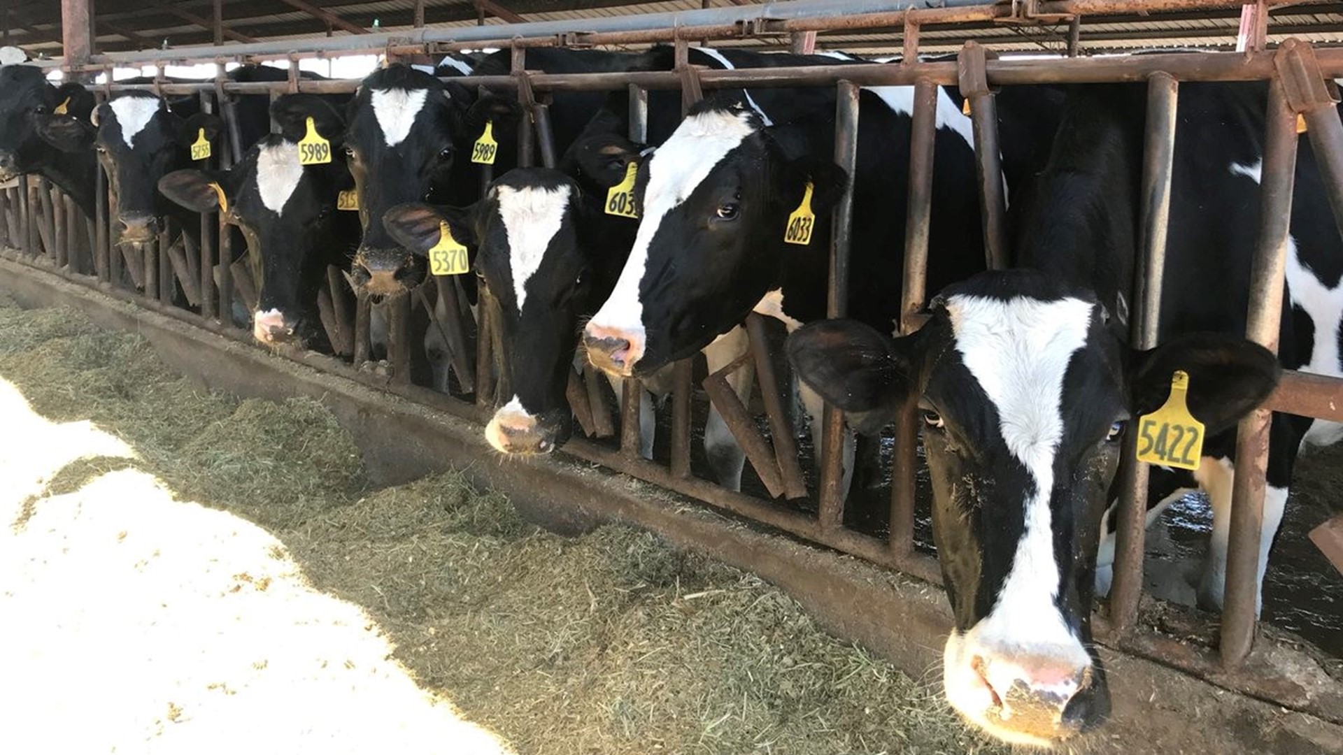 More farmers than ever before are making the difficult choice to leave the dairy business in Stanislaus County, according to a USDA Census of Agriculture report. One farmer tells ABC10, stiff regulations and the high cost of living is the culprit.