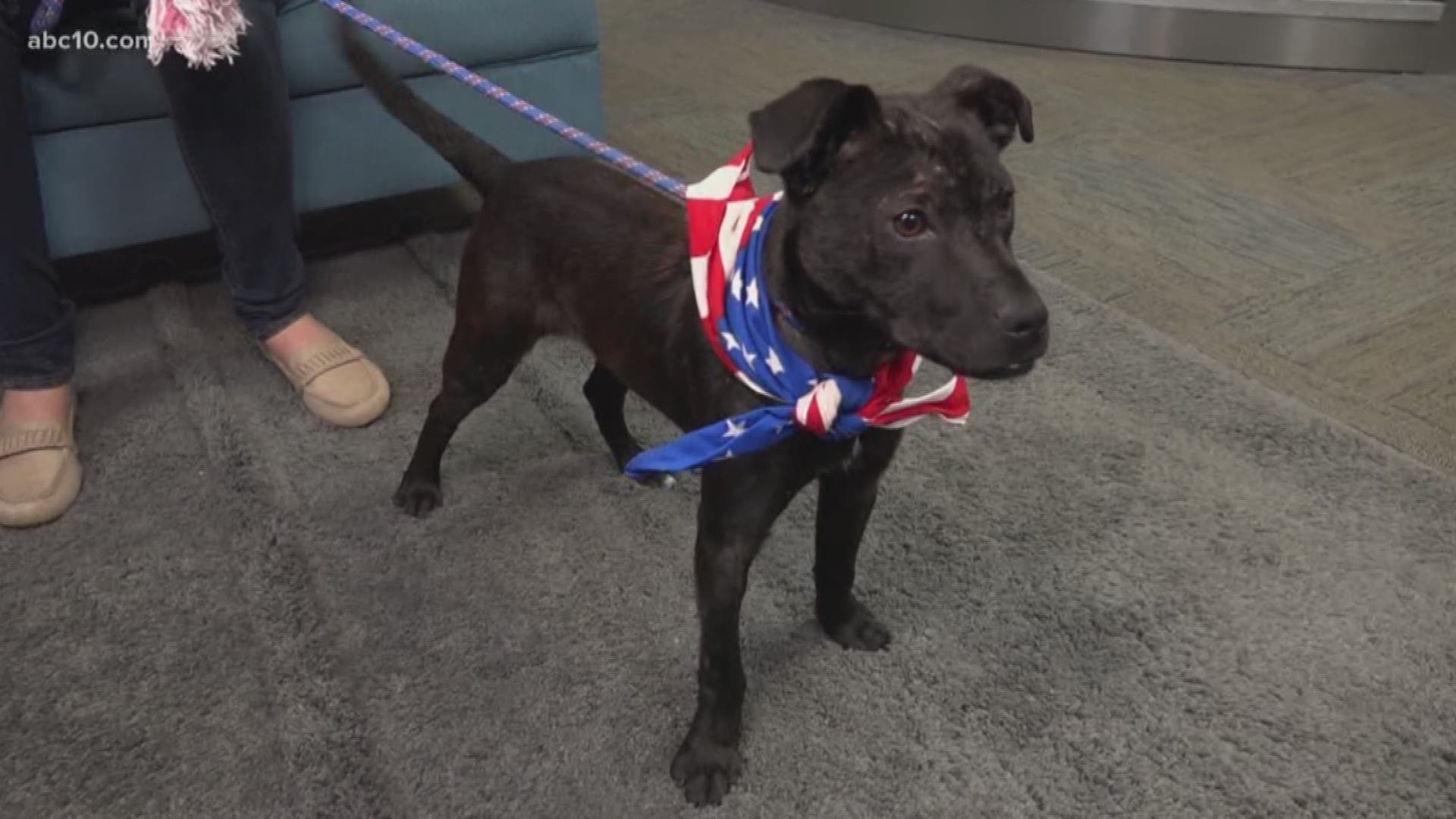 This 9-month-old Patterdale Terrier loves to play. He is energetic and would do well with children. He's up for adoption at the Stockton Animal Shelter.