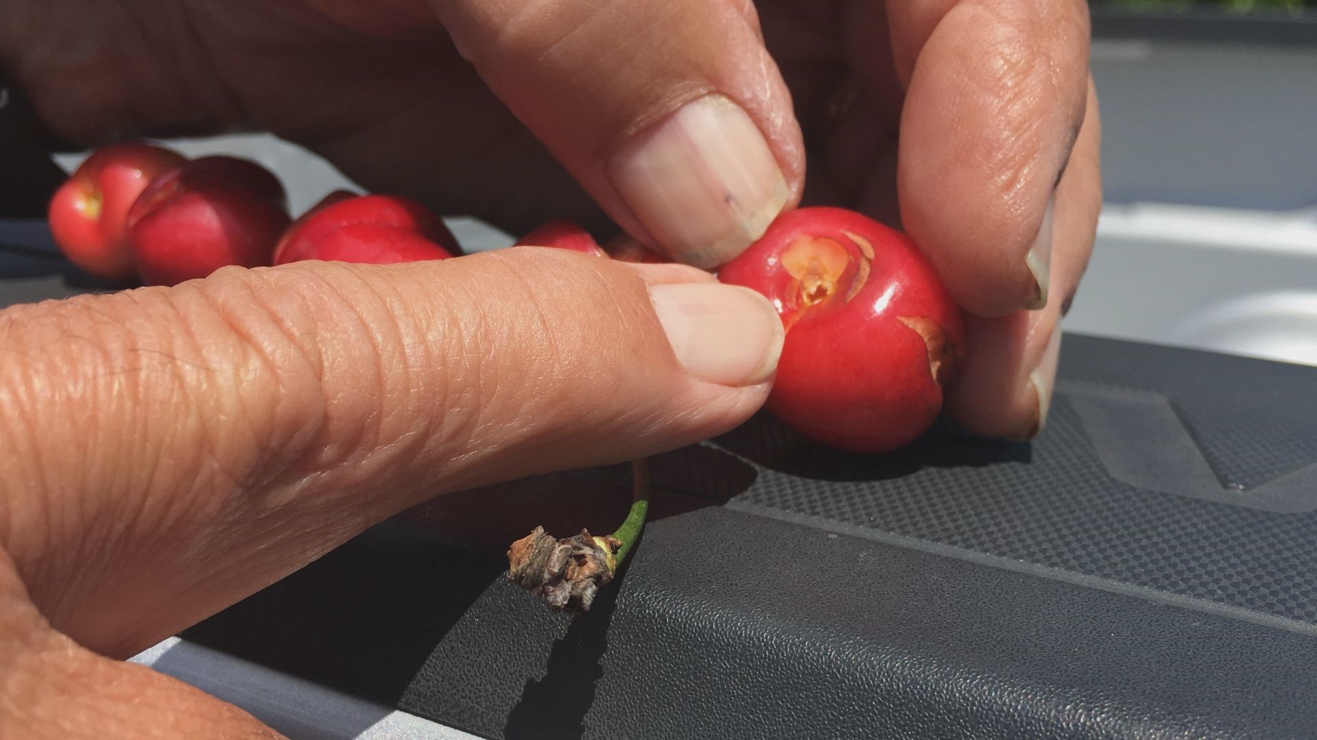 After a pounding storm that left cherries vulnerable, Linden cherry grower Ken Vogel likes what he sees, so far. But with more storms in the forecast, the damage could get much worse.