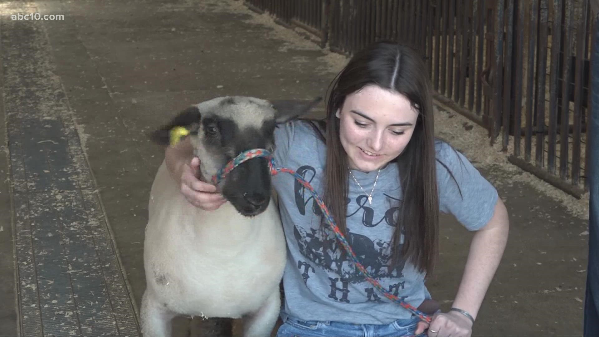 Cynthia Perera is one of the Elk Grove students in the Future Farmers of America program who has been waiting two years for the chance to show off her animal husband
