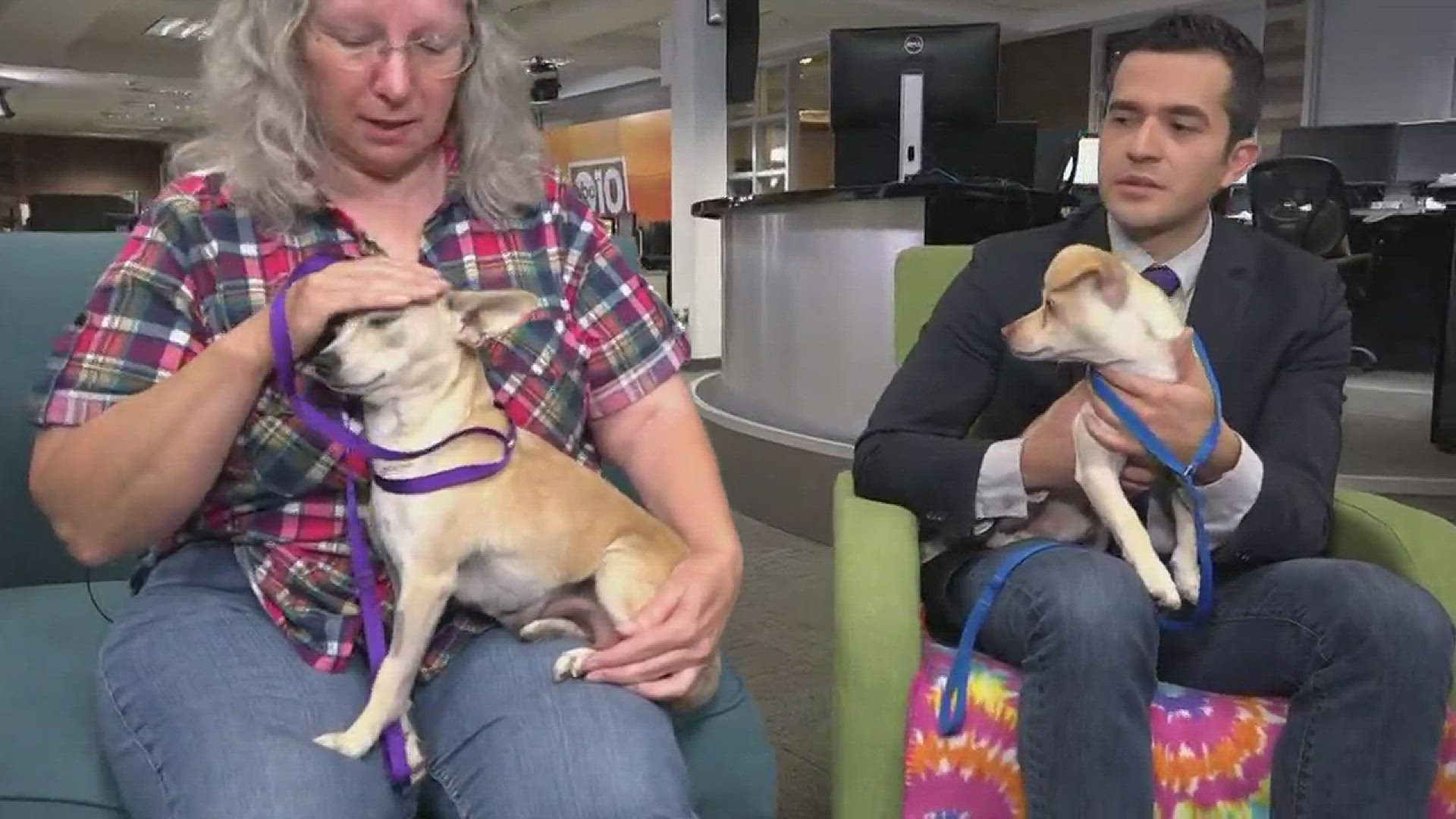 These three pooches are available for adoption through the Stockton Animal Shelter.