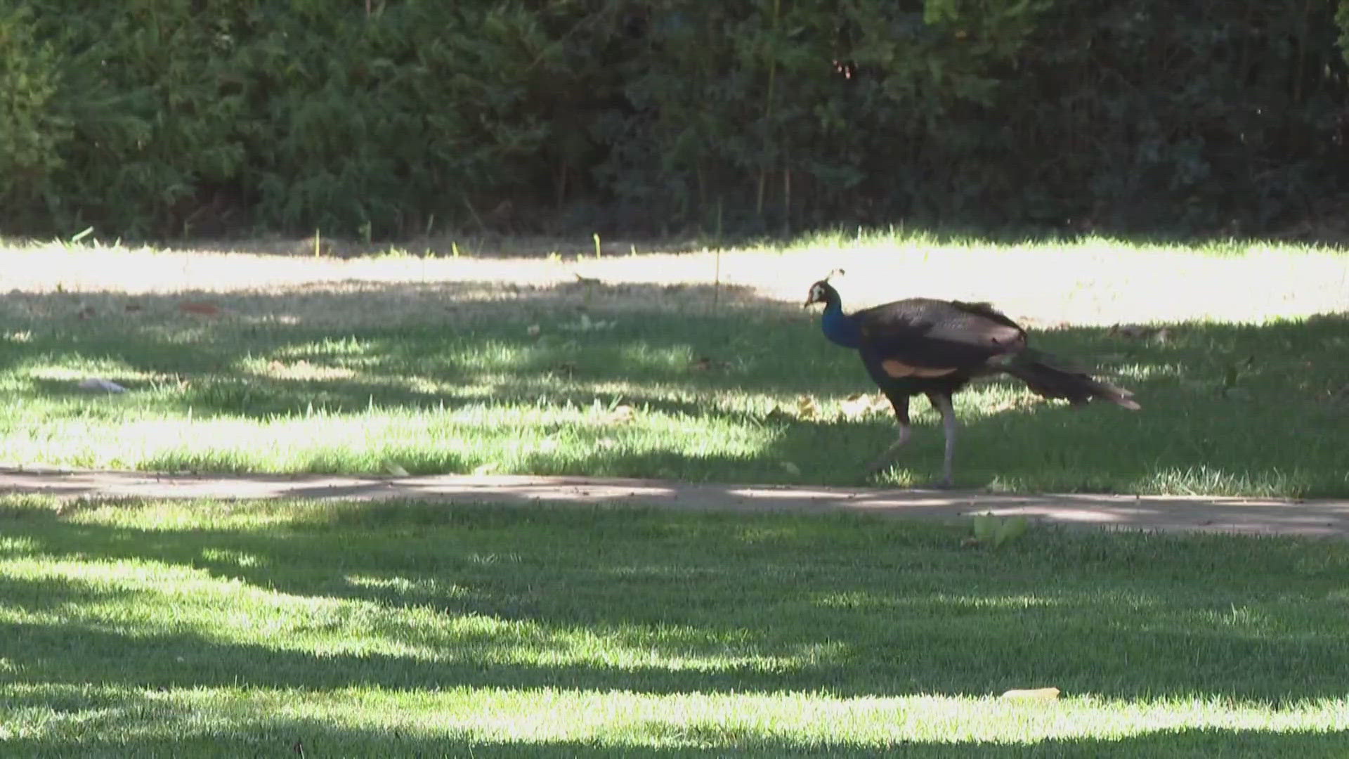 Sacramento County deputies are investigating a felony theft after at least six peafowl were stolen from the grounds of the Ryde Hotel in Walnut Grove.