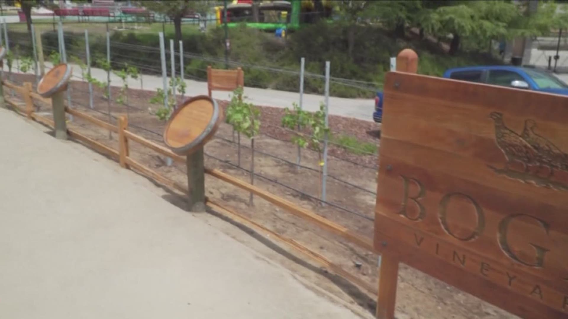 Raley's Field introduces the first live vineyard inside a professional baseball stadium. 